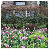 Plant & Bloom – Bulbi da fiore, tulipani dall’Olanda - 30 bulbi, semina autunnale, facile da coltivare, fioritura primaverile – ...