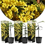 Plant in a Box- Acacia dealbata Mimosa - Set di 3 - Vaso 9cm- Altezza 25-40cm
