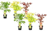 Plant in a Box - Acer palmatum 'Atropurpureum', 'Going Green', 'Orange Dream' - Acero giapponese - Set di 6 - ...