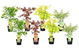 Plant in a Box - Acer palmatum 'Atropurpureum', 'Going Green', 'Orange Dream', 'Butterfly' - Acero giapponese - Set di 8 ...