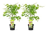 Plant in a Box - Acer palmatum 'Going Green' - Set di 2 - Acero giapponese verde Resistente all'inverno - ...