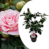 Plant in a Box - Camellia japonica""Bonomiana"" - Rosa giapponese - Pianta di camelia rustica - Vaso 15cm - Altezza ...
