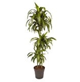 Plant in a Box - Dracaena fragrans - 'Hawaiian Sunshine' - Vaso 24cm - Altezza 130-140cm