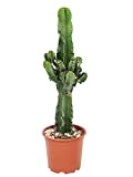Plant in a Box - Euphorbia Eritrea - Cactus - Pianta da appartamento - Vaso 17cm - Altezza 50-60cm