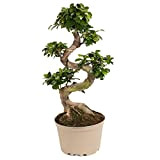 Plant in a Box - Ficus Ginseng S-Shape - Pianta giapponese Bonsai - Vaso 22cm - Altezza 60-70cm