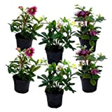 Plant in a Box - Helleborus Orientalis - Mix di 6 - Rose di Natale resistenti - Fiori colorati - ...