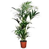 Plant in a Box - Howea forsteriana - Palma da appartamento - Vaso 18cm - Altezza 90-100cm - Pianta verde ...