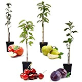 Plant in a Box - Mix di 4 alberi da frutta a colonna - Prunus - Pyrus - Malus - ...