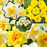 Plant in a Box - Narcisi doppio mix - 80x bulbi di narcisi - bulbi a fioritura precoce resistenti per ...