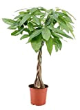 Plant in a Box - Pachira aquatica - Alberi da soldi - Vaso 17cm - Altezza 60-70cm - Piante d'appartamento