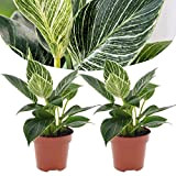 Plant in a Box - Philodendron 'White Wave' - Set di 2 - piante da interno - Vaso 12cm - ...
