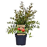 Plant in a Box - Punica granatum 'Early' - Albero di melograno - Albero da frutto con foglie lucide - ...