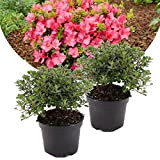 Plant in a Box - Rhododendron 'Azalea Anouk' - Set di 2 - Azalea giapponese - Vaso 17cm - Altezza ...