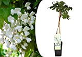Plant in a Box - Wisteria floribunda 'Longissima Alba' - Glicine giapponese - Ornamentale a fiore bianco - Rampicante - ...
