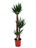 Plant in a Box - Yucca Elephantipes - Pianta d'appartamento - Vaso 27cm - Altezza 160-170cm