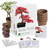 Plant Theatre - Kit per coltivazione di bonsai, Set di 3 alberi per iniziare con semi di bonsai, blocchi di ...