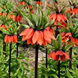 Plant World Seeds - Fritillaria Imperialis Seeds
