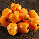 Plant World Seeds - Habanero Orange Seeds