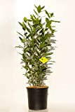 PLANTI’ Laurus nobilis alloro ornamentale siepe profumata alloro in vaso diametro 17cm
