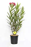 Plantì NERIUM Oleander, Oleandro Piante Vere da Esterno Usato per Decorare Ambienti Urbani, Piante da siepe sempreverde con Foglie Lucide ...