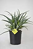 PLANTI' PIANTA VERA DI ALOE Aloe arborescens Pianta grassa da esterno, interno e serra. Piante grasse per fioriere e vaso. ...