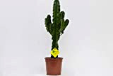 PLANTI' PIANTA VERA | Euphorbia erythraea | Piante grasse ornamentali da vaso per interno, produce fiori a margherita gialli in ...