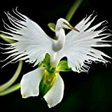 PLAT FIRM Germinazione dei semi: 200 Semillas Garza Orquidea giapponesi Garzetta semi di fiori bianco maggiore Orchid
