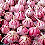 PLAT FIRM Germinazione dei semi: Viola: 100 Pz aglio rosso e sano Bonsai Diy pianta rara cipolla Garlics Vegetale Vedi