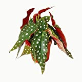 Polka-Dot Begonia - Trout Begonia - Begonia maculata wightii