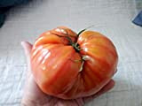 Pomodoro gigante Oxheart Semi Taglie da 250 a 1LB U Risparmia con noi enorme Rare Fruit # 218