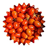 Pomodoro messicano del miele/circa 20 semi/pomodori dolci/più costosi