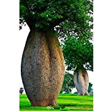 Ponak nuovi 10 pc Baobab semi di piante perenni per giardinaggio verde