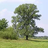 Populus nigra (Pioppo nero, Pioppo cipressino) [H. 80-100 cm.]