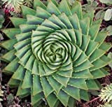 Portal Cool 09: 100 Spiral Aloe Seeds Polyphylla Cactus Plant Piante grasse Garden Decor K5Sa