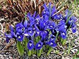 Portal Cool 10: 1-100 Iris Reticulata (Nano Iris) Blu Ideale per Rockery & Pentole Sorgente perenne