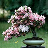 Portal Cool 10 Fiore di ciliegio giapponese Sakura Bonsai vero albero Seeds - Uk Venditore - Rare