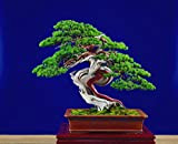 Portal Cool 10 Semi di Juniperus Chinensis, cinese di ginepro, semi Bonsai C