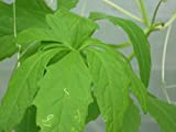 Portal Cool 100 semi Gynostemma pentaphyllum 7 Leave, Jiaogulan, pianta dell'immortalitÃ