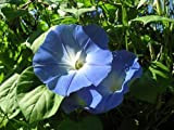 Portal Cool 1000 semi reale Ipomoea - Ipomea Tricolor - 'Heavenly Blue' Morning Glory