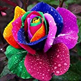 Portal Cool 150 semi: semi della Rosa dell'arcobaleno Rare insolito stordimento pianta da giardino