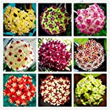 Portal Cool 16: Semi 105pcs 24 colori Hoya Carnosa fiore raro piante perenni Bonsai