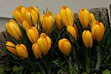 Portal Cool 25: Bolly Bulbs Crocus"Romance" Stunning fiori gialli, molto facile da coltivare