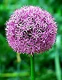 Portal Cool 25 Giant Allium Globemaster Allium Seeds Giganteum Flower + Gift & Comb S/H