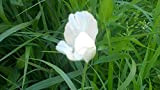 Portal Cool 500 semi - Papaver Somniferum (Persian White Poppy) - W/Tracking