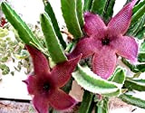 Portal Cool 71 Stapelia Grandiflora ** Grande Beautiful !! ***** / Cactus Succulente