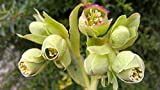 Portal Cool Bearpaw Elleboro inverno fioritura gemma verde Fiori Bee pianta fresca 2018 Seeds