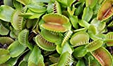 Portal Cool Dionaea muscipula, Venere acchiappamosche pianta 9cm, Casa Pianta carnivora