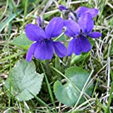 Portal Cool Kings Seeds - Viola, Odorata viola mammola - 50 Semi