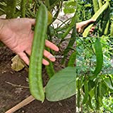 Portal Cool Nuove sottospecie coltivate Twining Herbs Knife Beans Seeds B98B 01