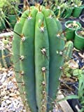 Portal Cool San Pedro Cactus Trichocereus pachanoi ECHINOPSIS PACHANOI Semi X100